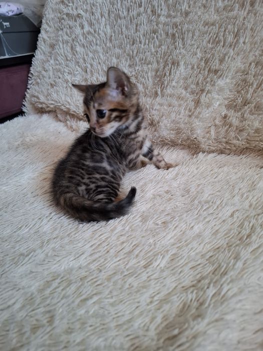 Бенгальские котята