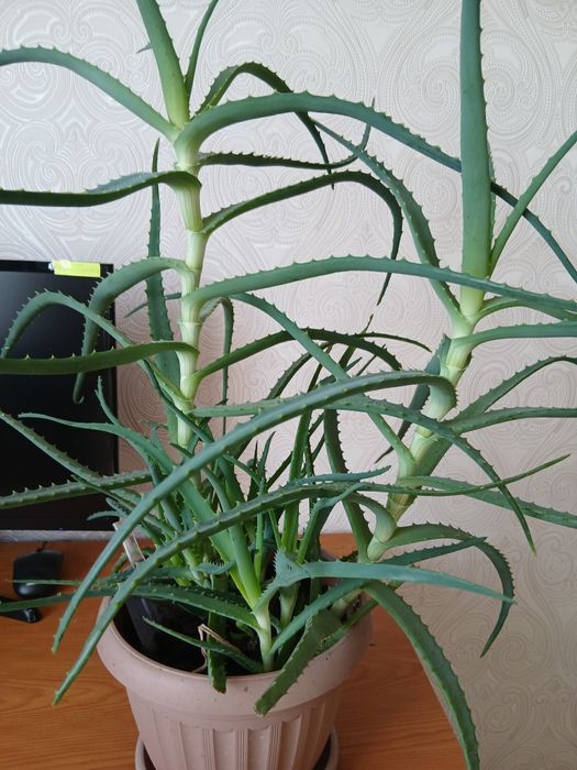 Лечебное древовидное алоэ