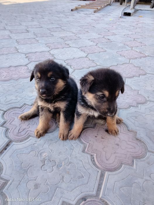 Немецкий овчарка
