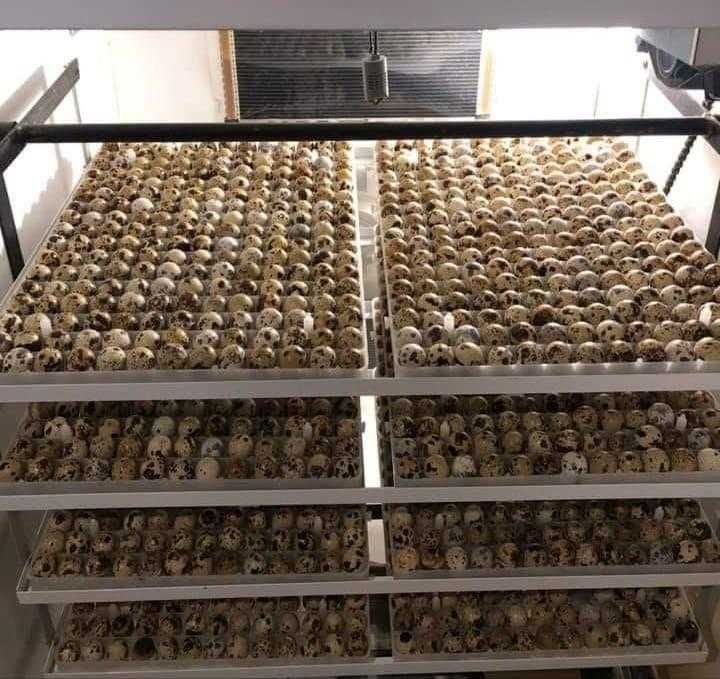 Oua prepelita de consum si de incubat