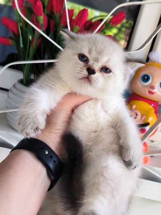 Чистокровные котята