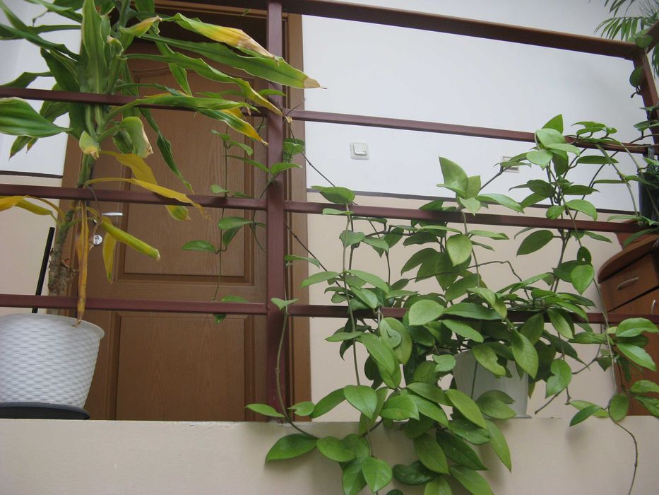 Canon PowerShot A720 IS   8 MPx