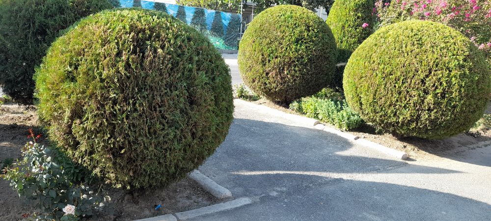 Daraxt Kesish va shakil berish xizmati