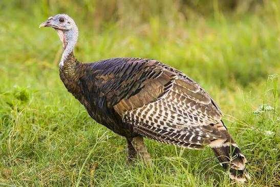 Продам индюков и индоуток