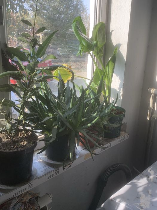 Цветы горшки много