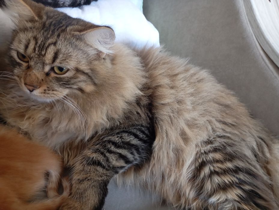 Отдаю котят в хорошие и добрые руки