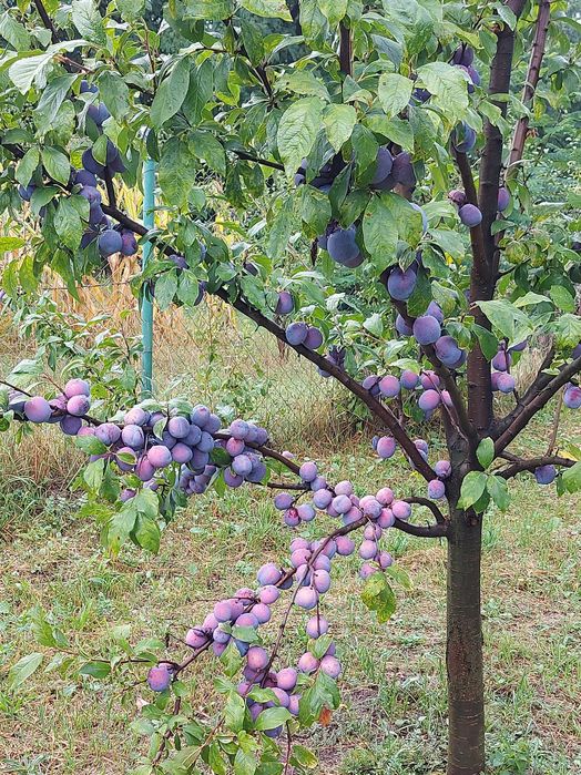 Curaț si toaletez pomi fructiferi.