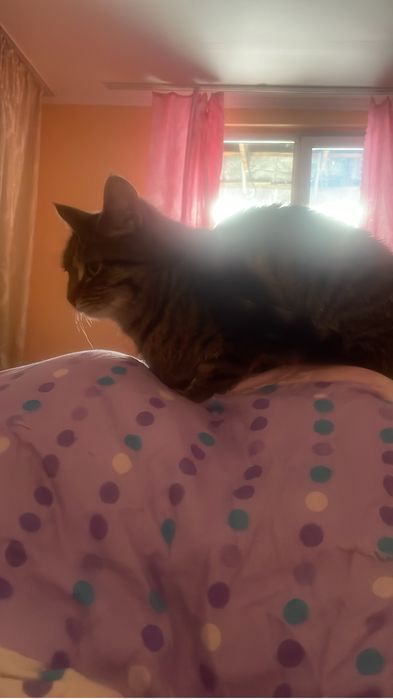 Отдам даром кошку с котятами