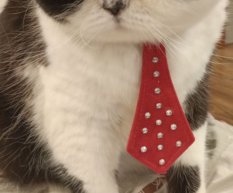 Продам аксессуары для кошек