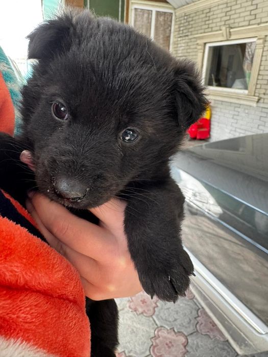 Пюотдам щенят,мама немецкая овчарка