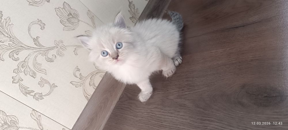 Продам котят домашних