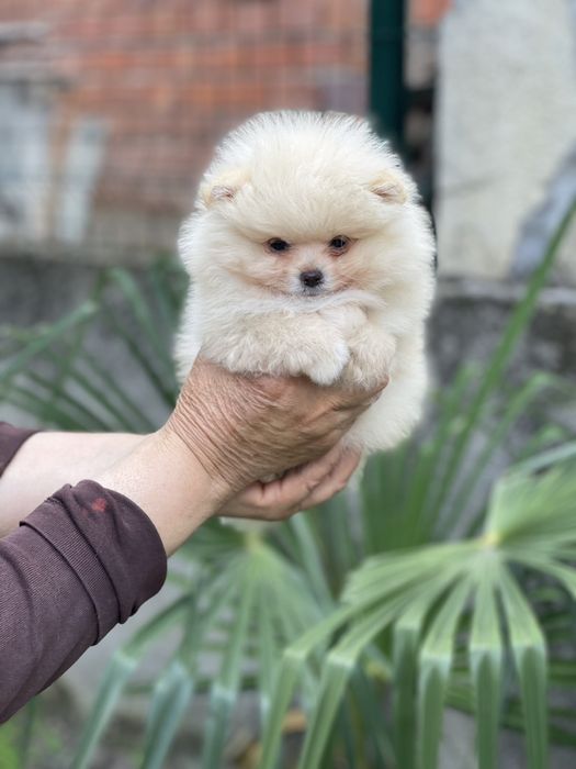 Померан Мини