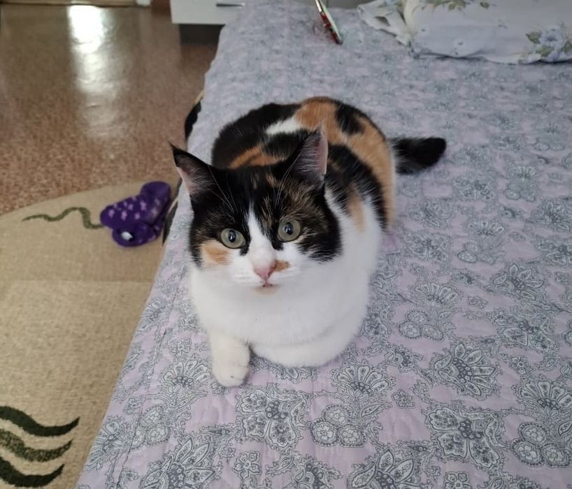 Отдам кошку в хорошие руки