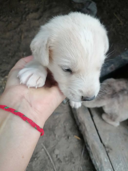 Продам щенят алабая