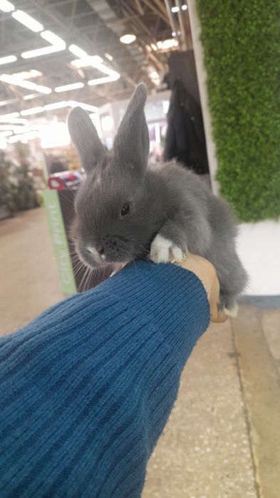 Кролики декоративные