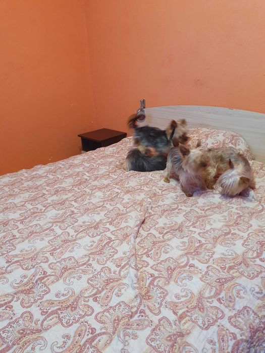 Мини йорки   3 женски