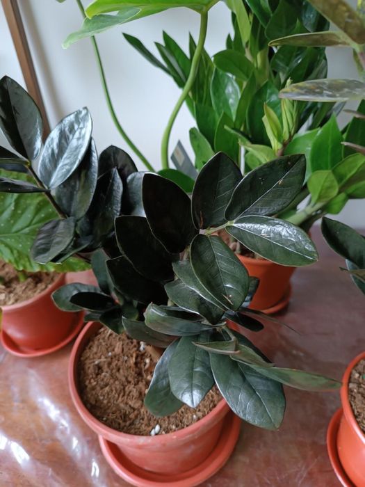 Комнатная растения замиокулкс