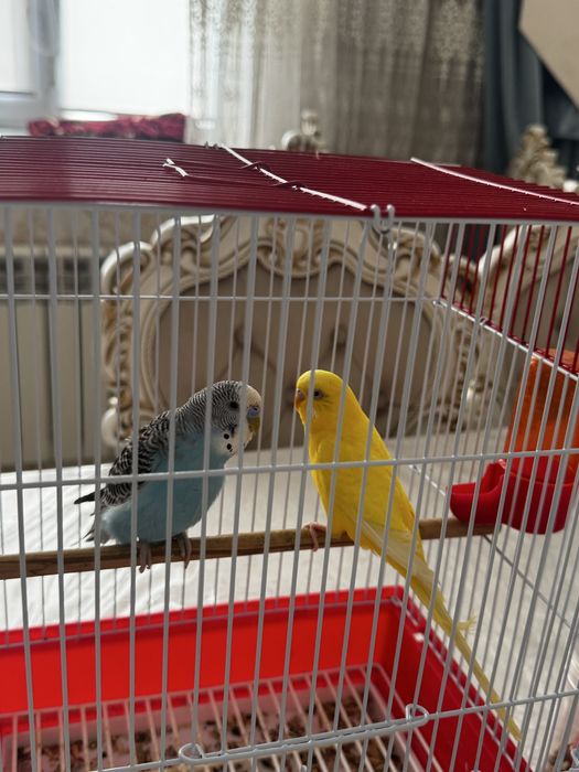 Продаем попугаи . Шымкент