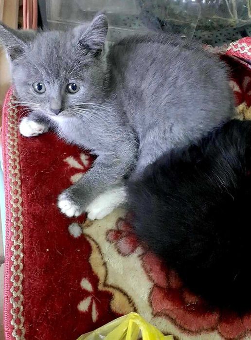 Котят в Добрые руки