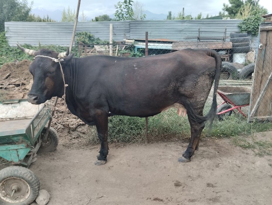 Продаётся корова