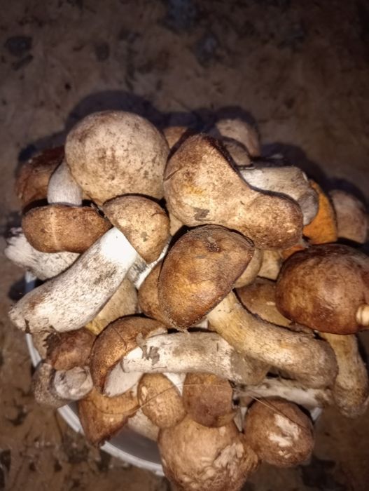 Продам грибы подосиновики