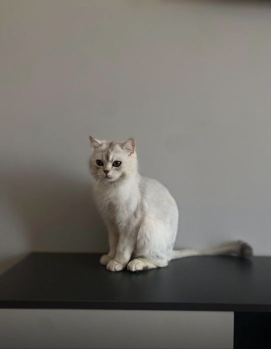 Красивый мальчик британец в добрые руки