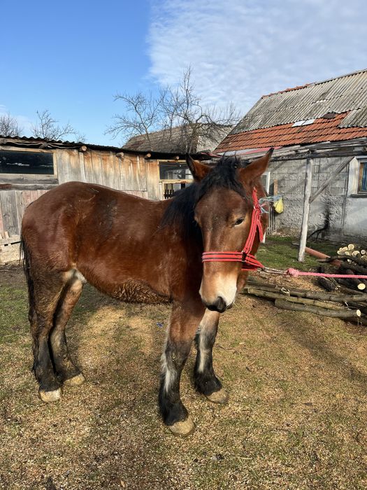 Vand mânz de un an si opt luni