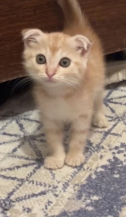 Шотладский вислоухий котенек симба