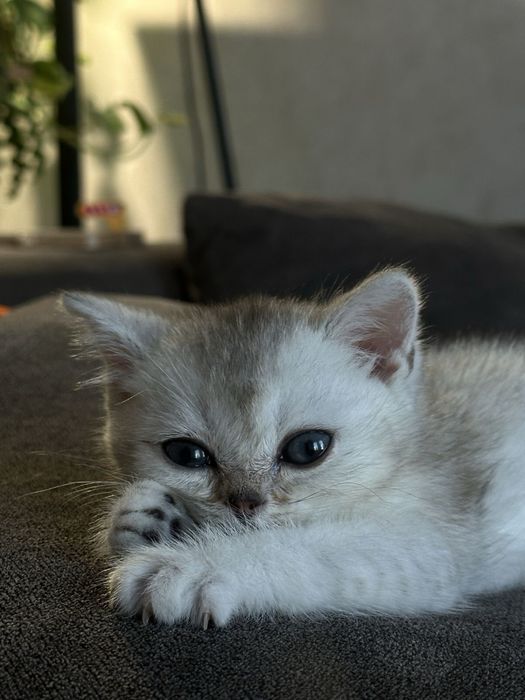 Продается котенки породистые
