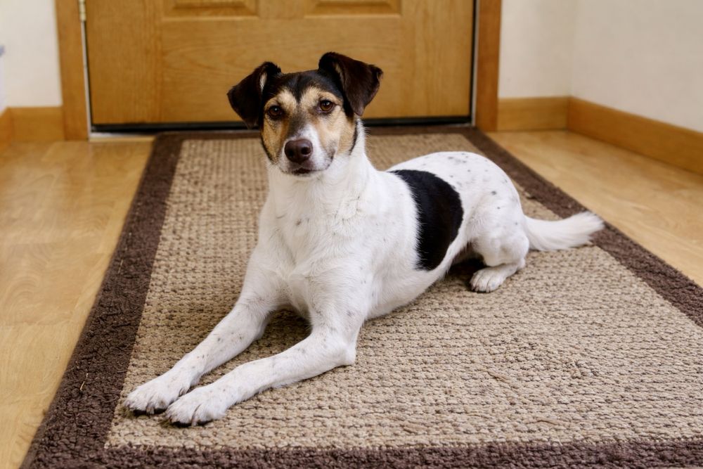 Собака Боня — компактная и очень добрая