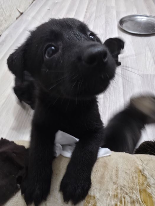 Продаются щенки лабрадора