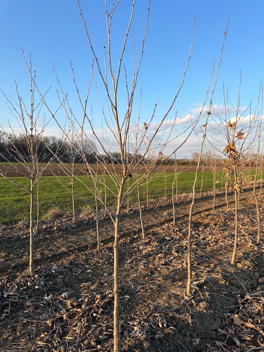 Plante ornamentale aclimatizate