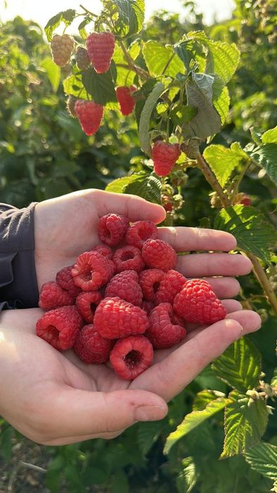 Создаю миксы против вредителей  сады поля итд