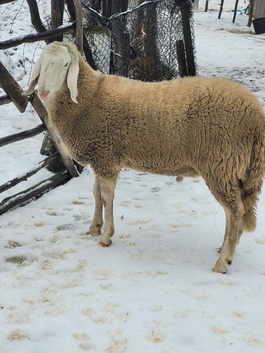 Berbec bergamasca de vanzare