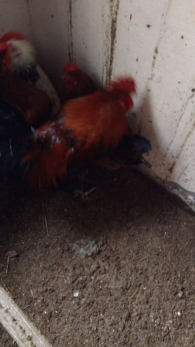 Петуха.         .