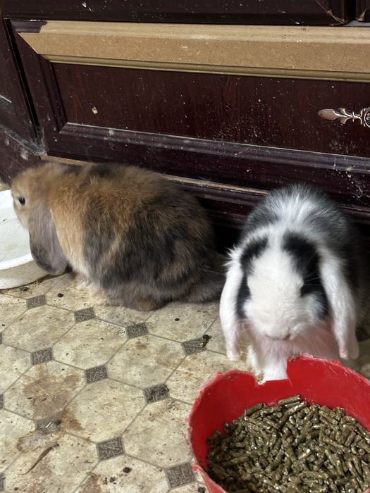 Karlik baran bolalari kotalari bor sotiladi