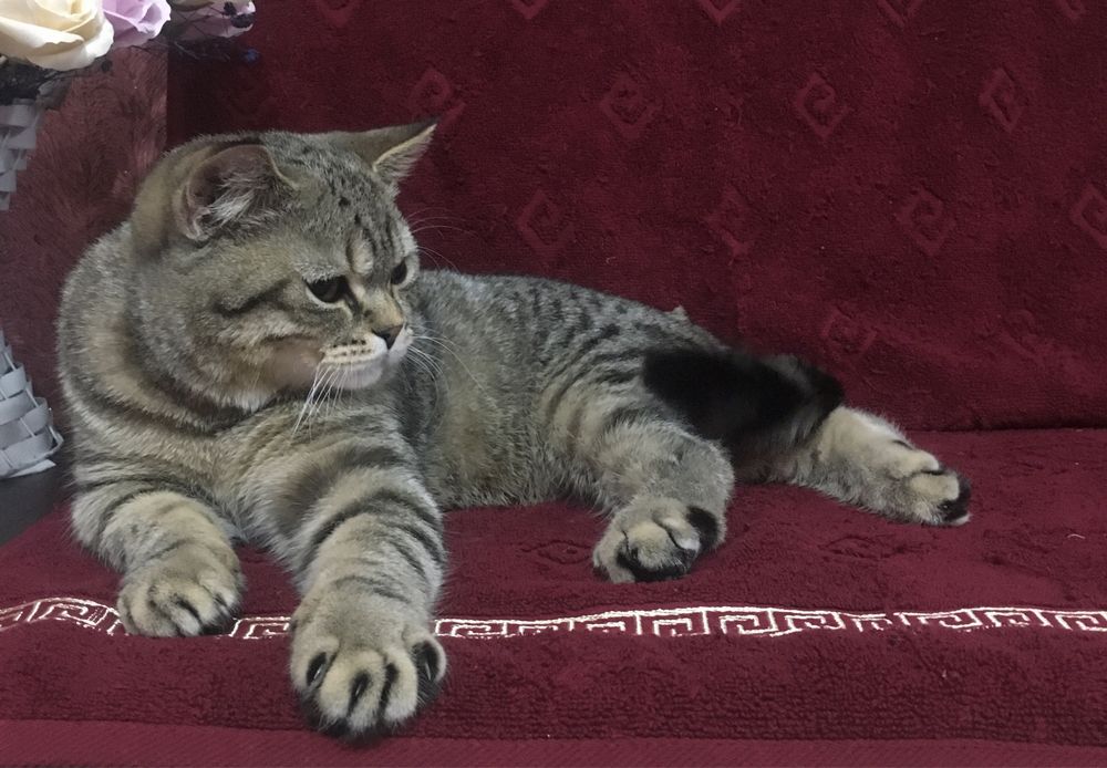 Плюшевый красавчик