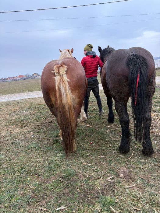 Vand sau schimb cu viteii semi ințărcații iapa murga romaneasca, 6 ani