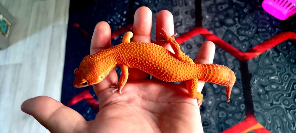 Малыш эублефара очень красивый