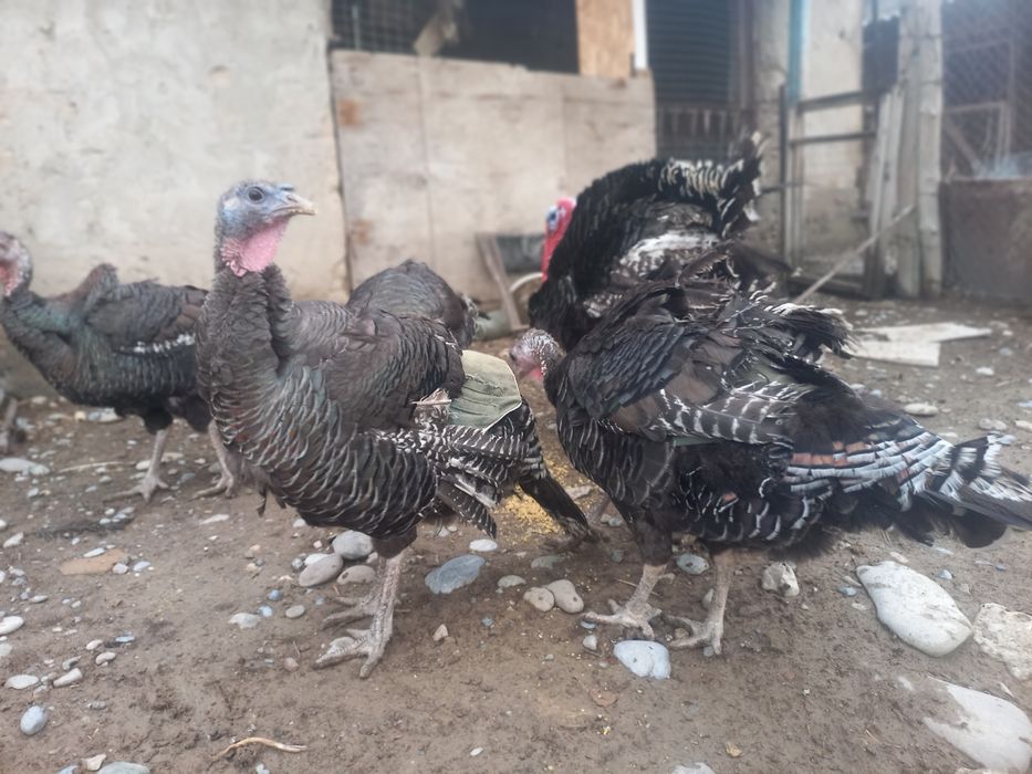 Индюк россия бронза 708