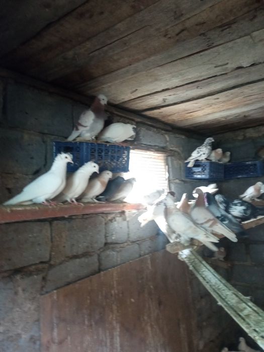 Голуби голуби голуби