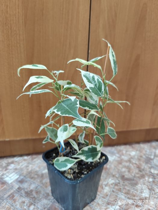 Фикус Бенджамина