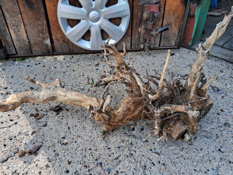 Коряга в аквариум