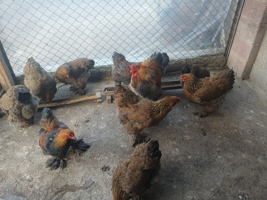 Продам    курапатчитых курей . Парода брама