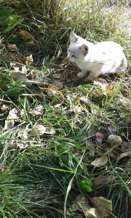 Отдам котят в хорошие руки