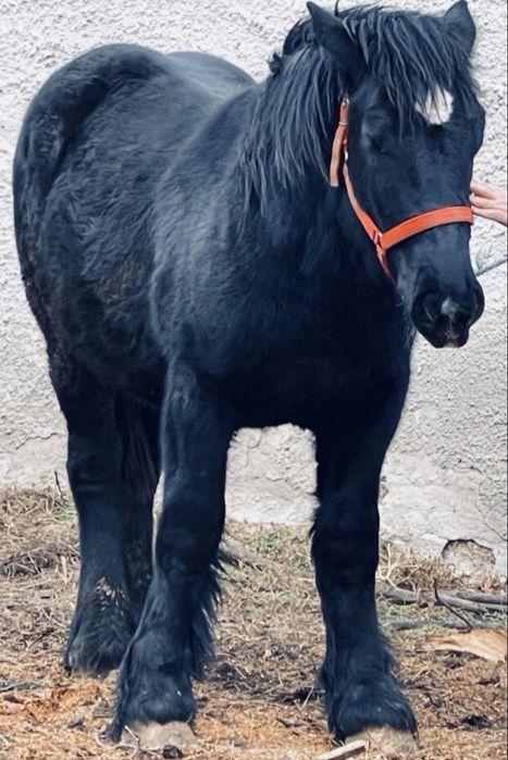 Mânz armăsar 1 an jumate