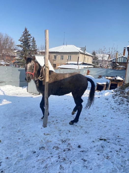 850 000.срочно таза кан байтал сатылады.