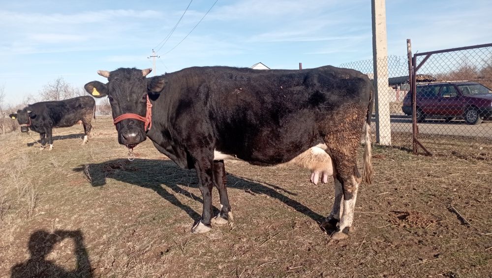 Продается корова без теленка