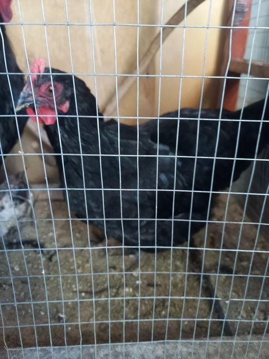 Хуроз товук сотилади.