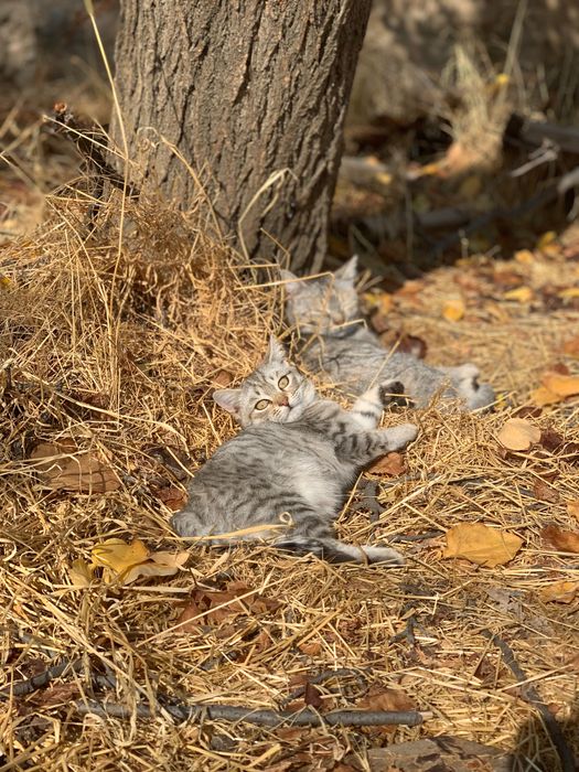 Котята ищут любящего хозяина